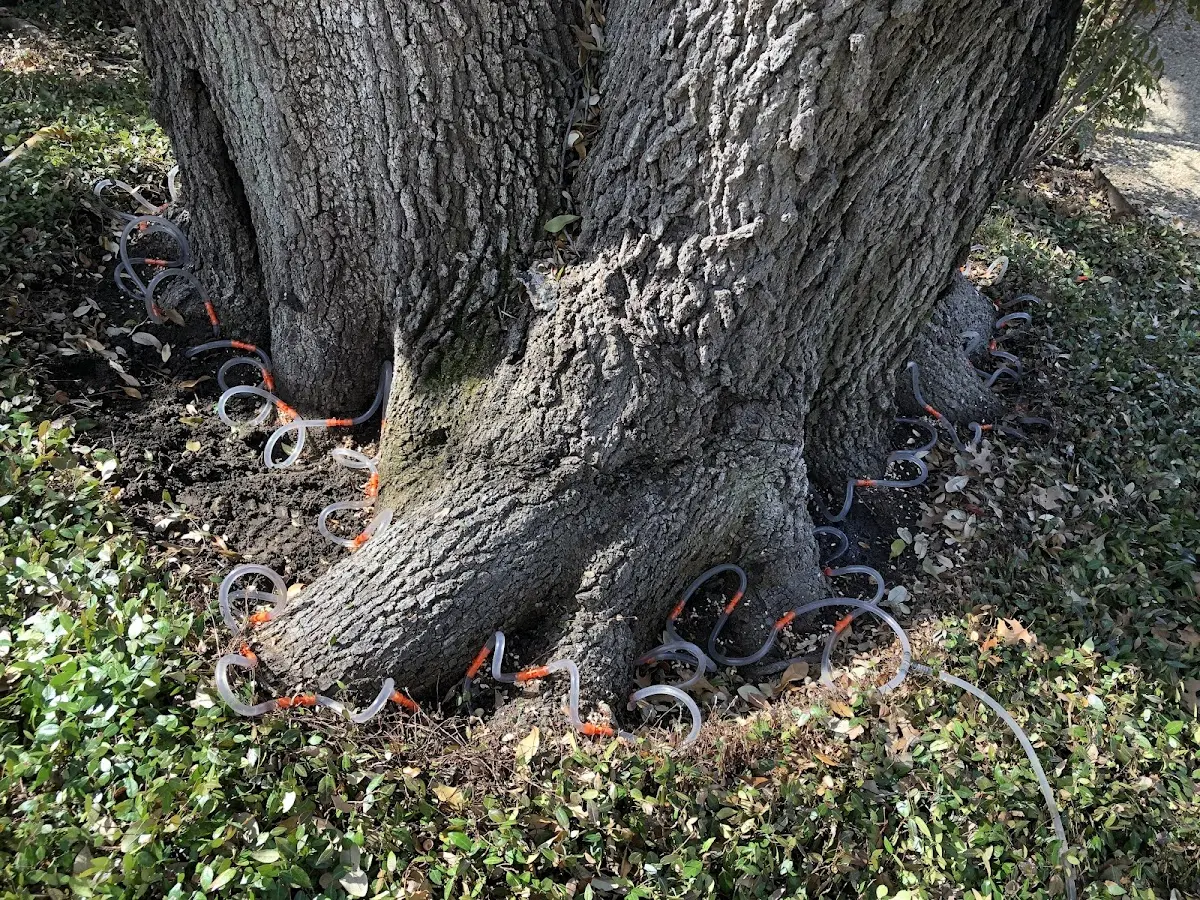 Detailed Tree Cabling and Bracing job site in Calabash